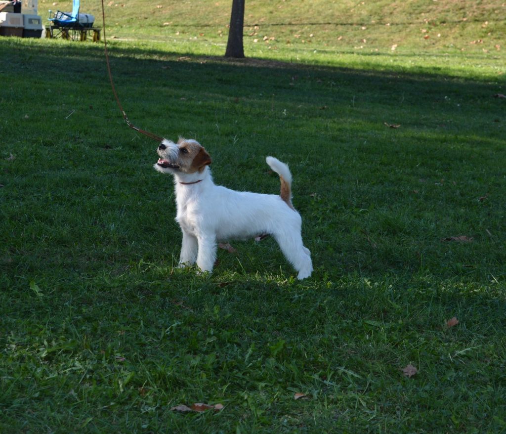 Jokister Valet de coeur