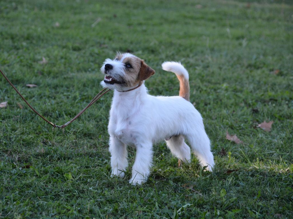 Jokister Valet de coeur