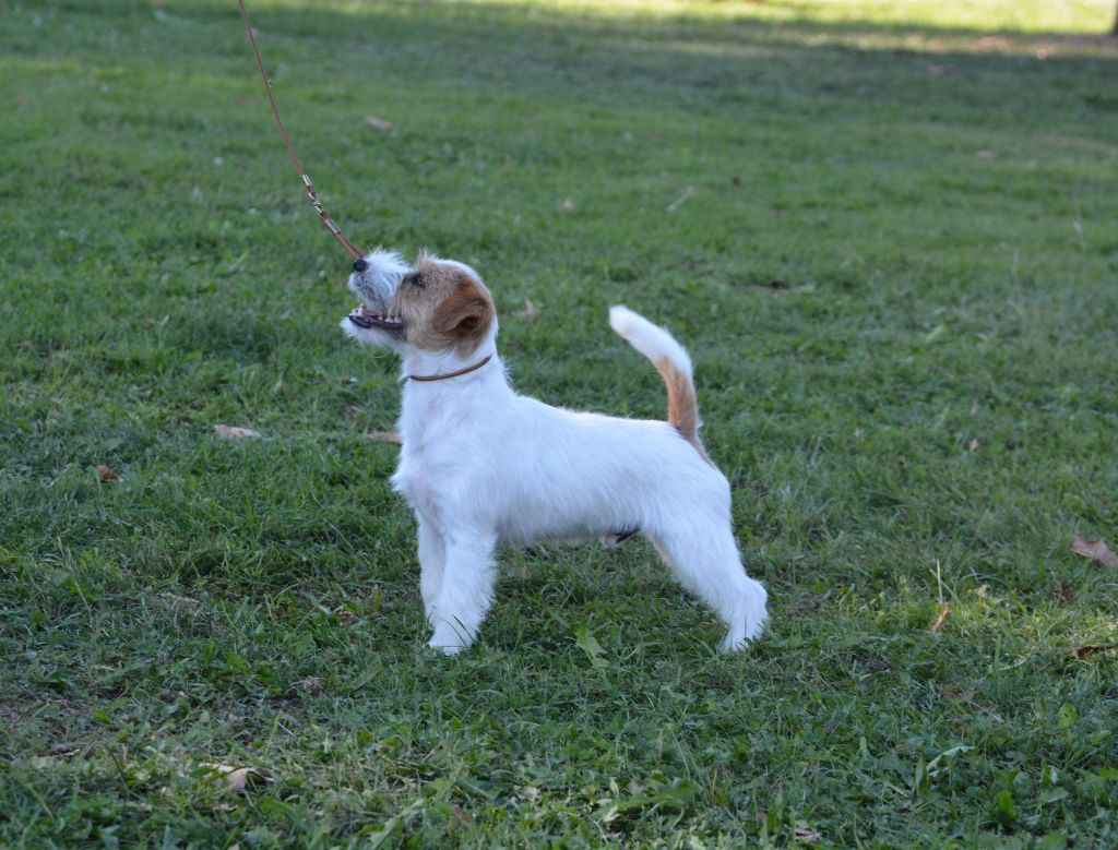 Jokister Valet de coeur