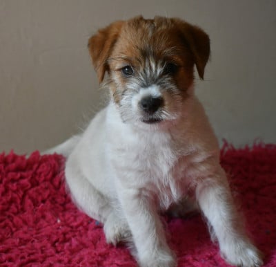 Les chiots de Jack Russell Terrier