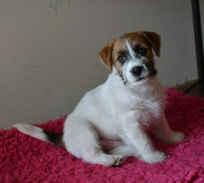 Les chiots de Jack Russell Terrier