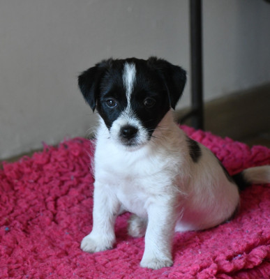 Les chiots de Jack Russell Terrier