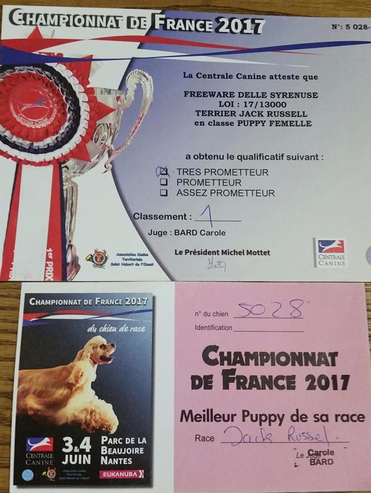 Freeware delle syrenuse - Très Prometteur- Meilleur Puppy JRT