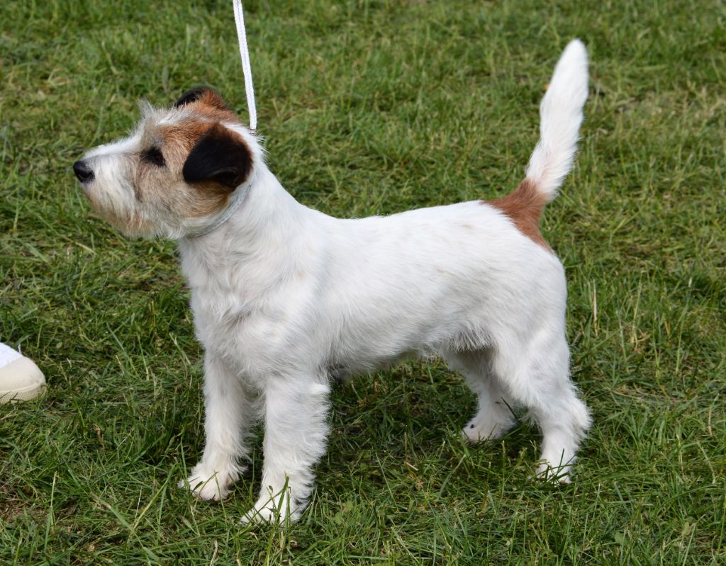 Freeware delle syrenuse - 1er Excellent classe ouverte CACS Meilleur de race