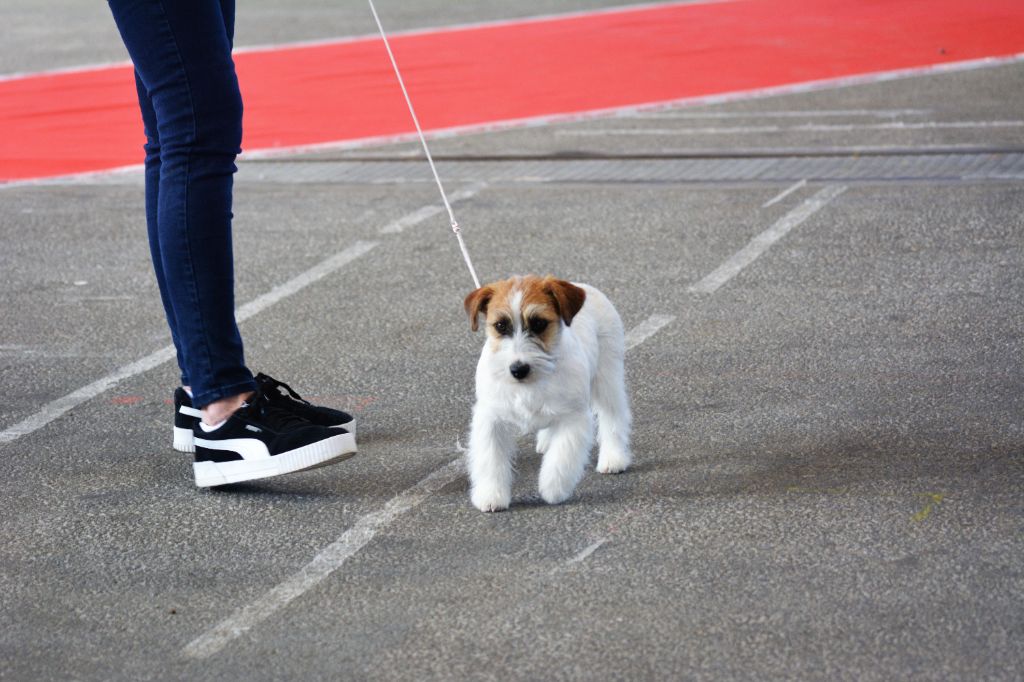 So nice Des Gerveilles - 1ère Très prometteur Meilleur Puppy