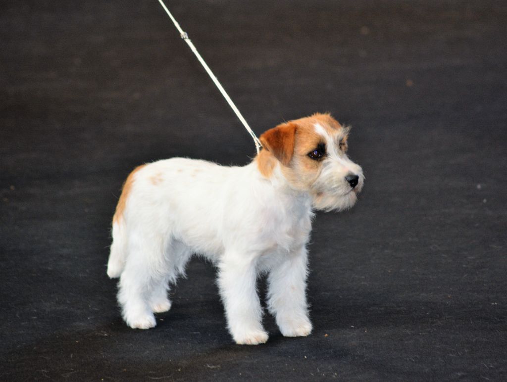 So nice Des Gerveilles - 1ère Très prometteur Meilleur BABY