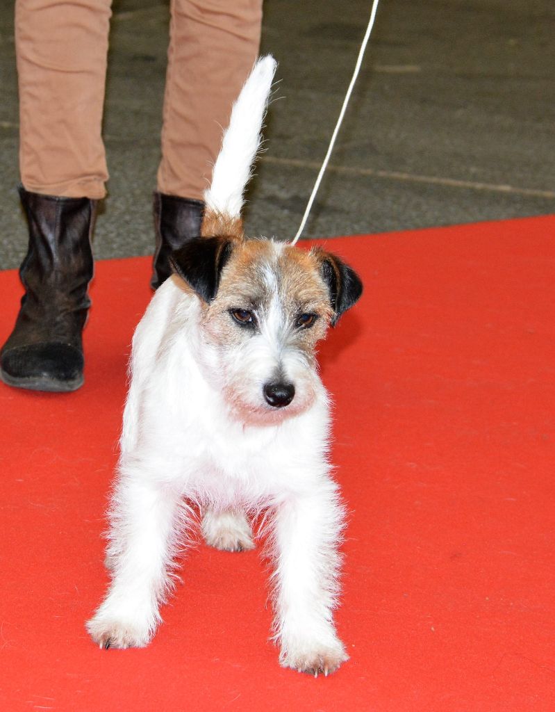 Freeware delle syrenuse - 2ème Excellent Classe Jeune