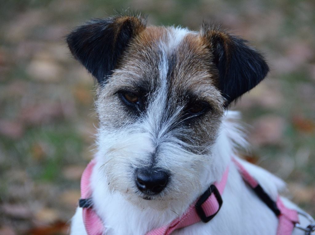 Freeware delle syrenuse - Excellent Meilleur Jeune