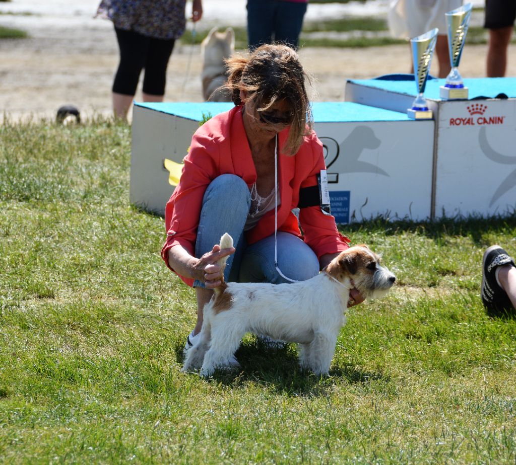 So nice Des Gerveilles - Très prometteur Meilleur Puppy