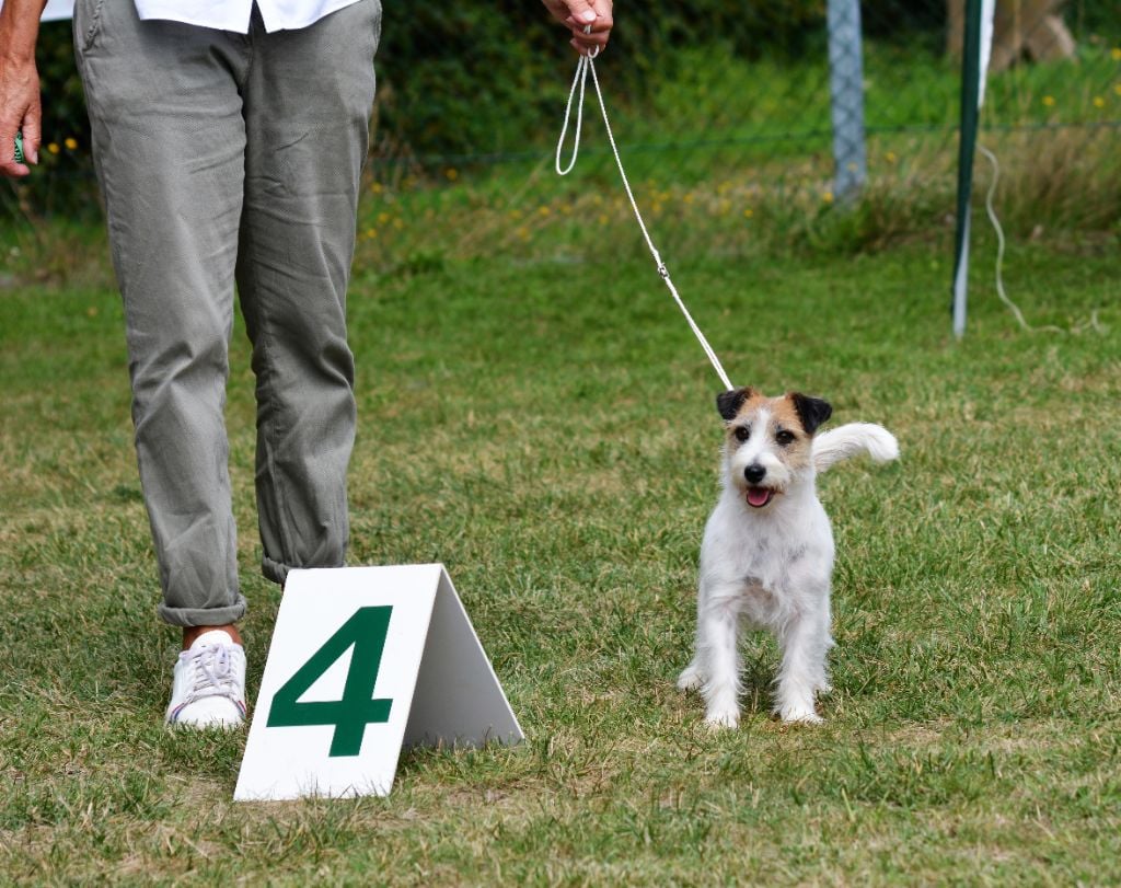 Freeware delle syrenuse - 4ème Très bon Classe ouverte femelles