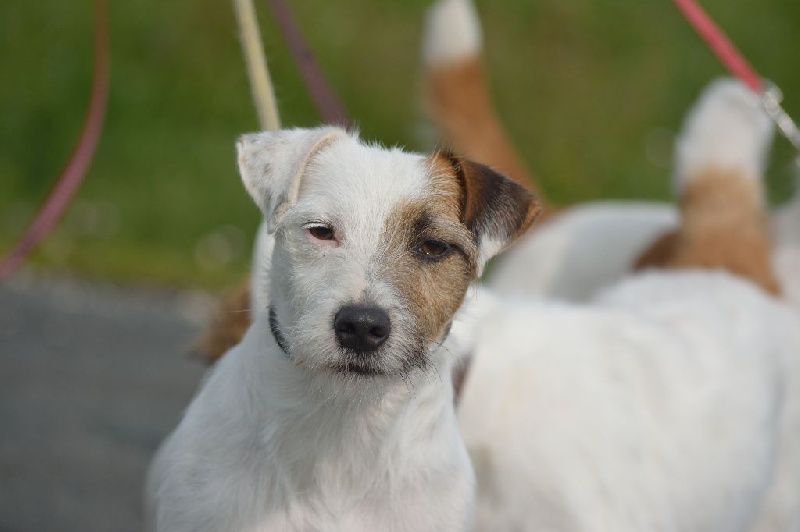 Itot Des Gerveilles - CACS CACIB Meilleur SEXE Opposé