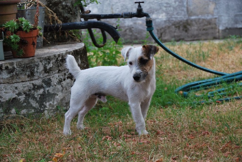 Itot Des Gerveilles - 1 er Excellent CACS et Meilleur de race