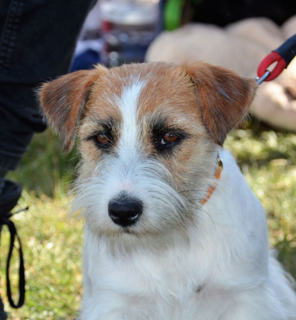 So nice Des Gerveilles - 2eme Excellent classe jeune femelles