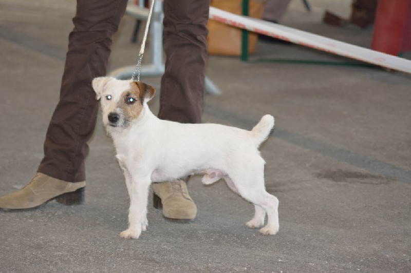 Itot Des Gerveilles - 2ème Excellent RCACS Classe ouverte