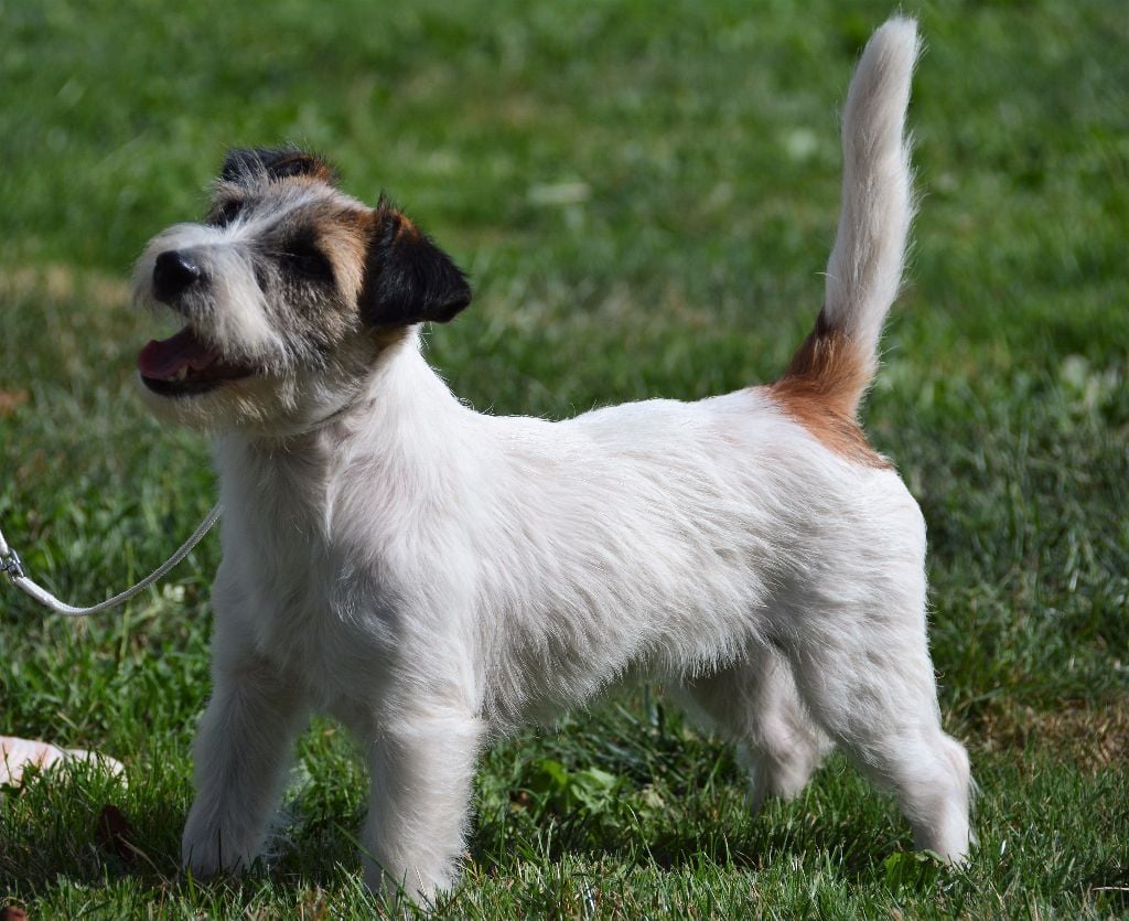 Freeware delle syrenuse - 4ème Prometteur