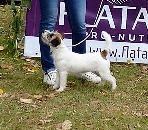 Freeware delle syrenuse - Très prometteur