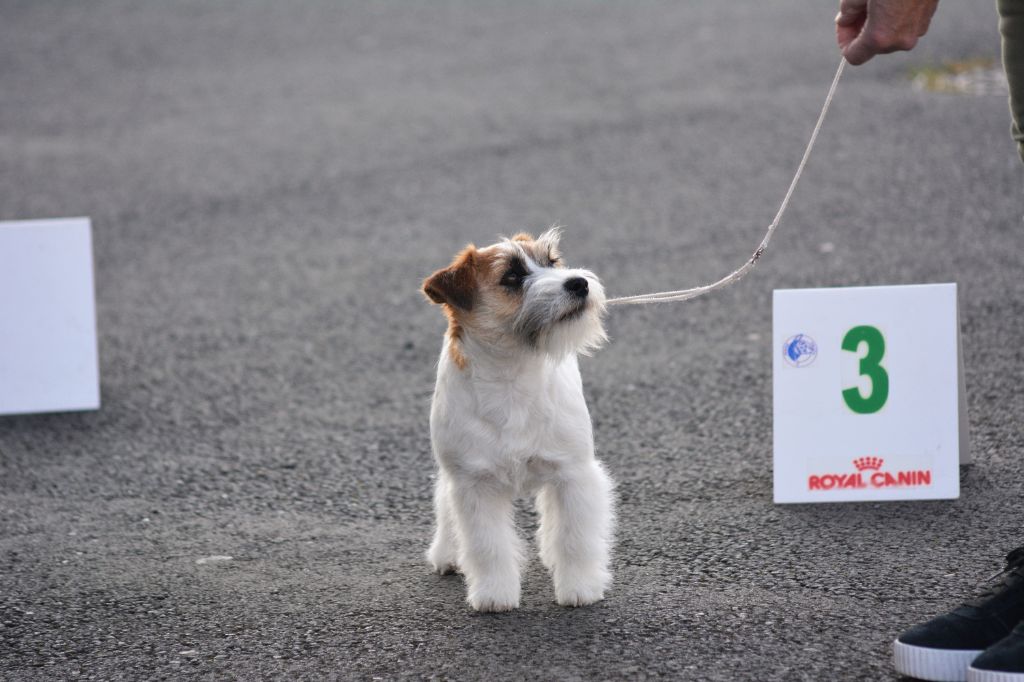 So nice Des Gerveilles - Très prometteur