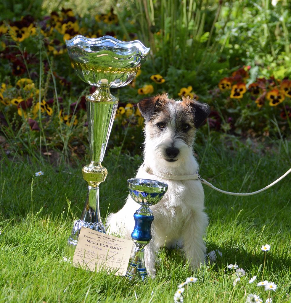 Freeware delle syrenuse - Très prometteur 2éme Groupe Baby