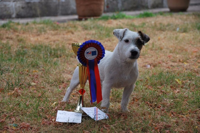 Itot Des Gerveilles - 1 er Excellent CACS et Meilleur de race