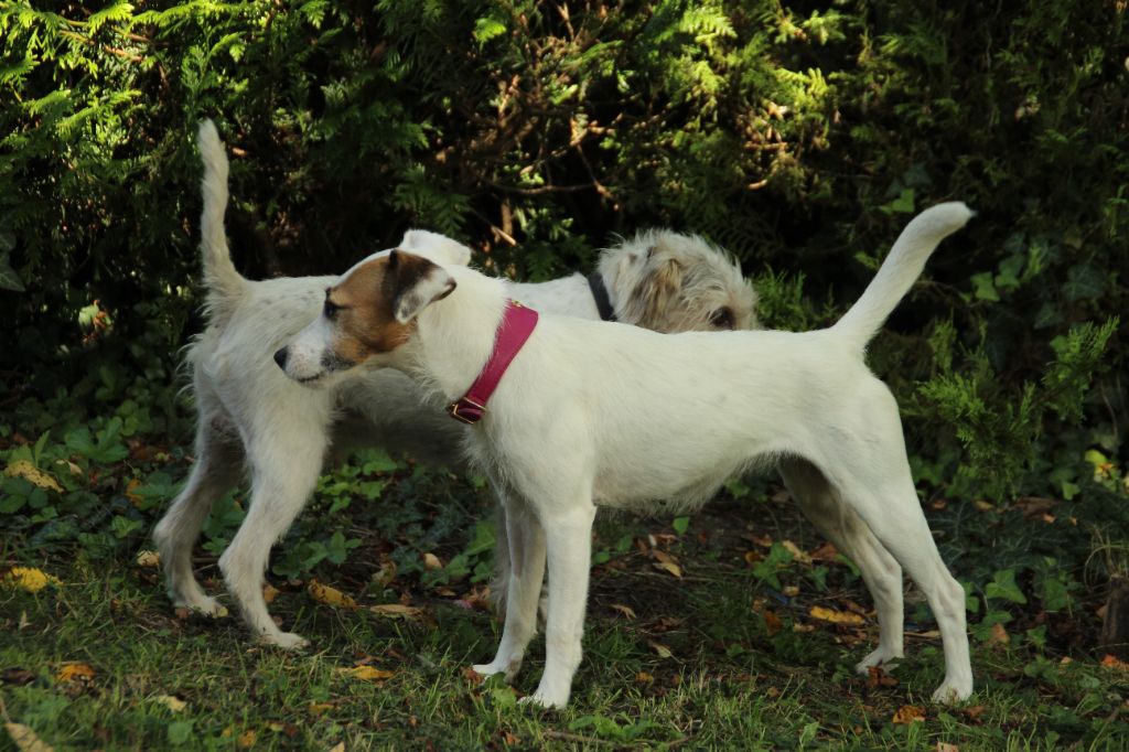 Phee clochette Rosas Da Madeira