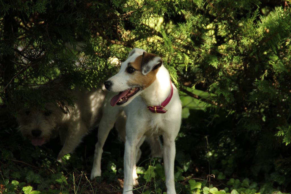 Phee clochette Rosas Da Madeira