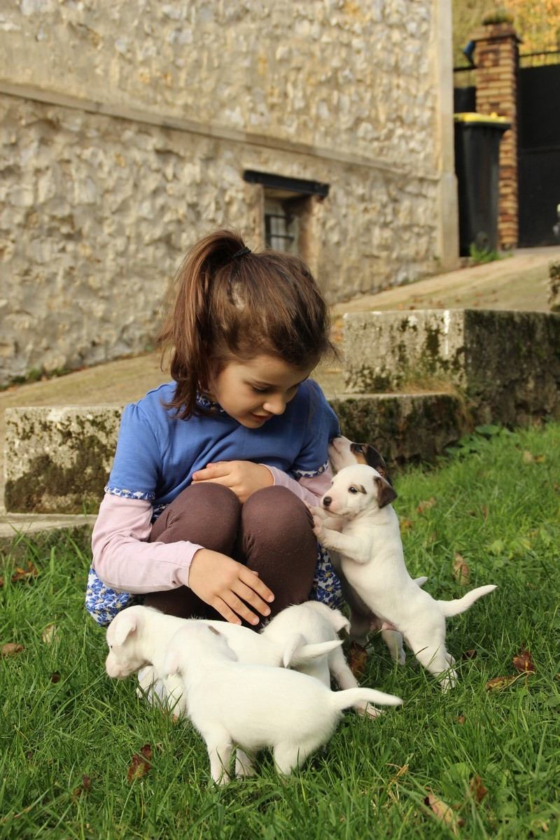 Parson Russell Terrier - Rosas Da Madeira