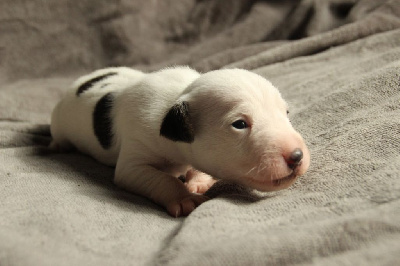 Les chiots de Parson Russell Terrier
