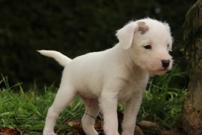 Les chiots de Parson Russell Terrier