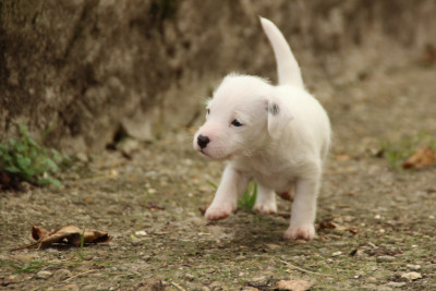 Les chiots de Parson Russell Terrier