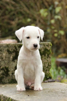 Les chiots de Parson Russell Terrier