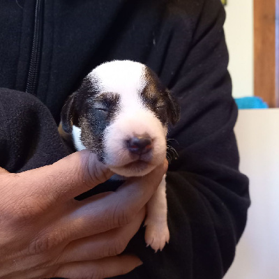 Les chiots de Parson Russell Terrier