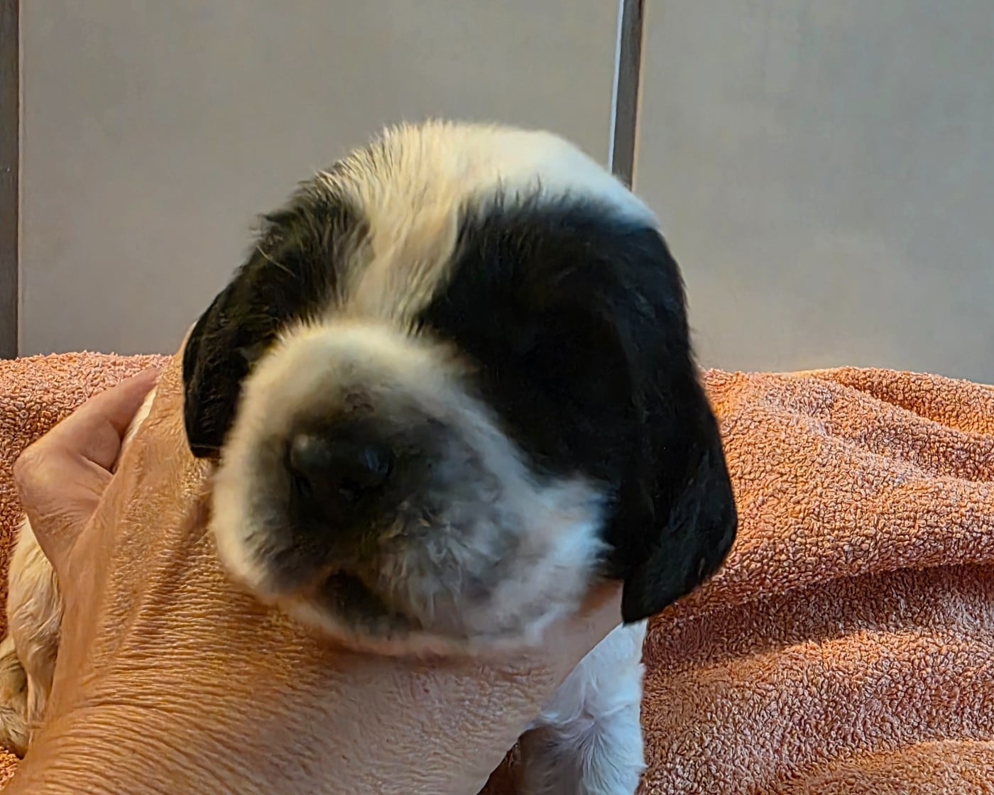 BRUCE. bleu ( noir pan bla) - Cocker Spaniel Anglais