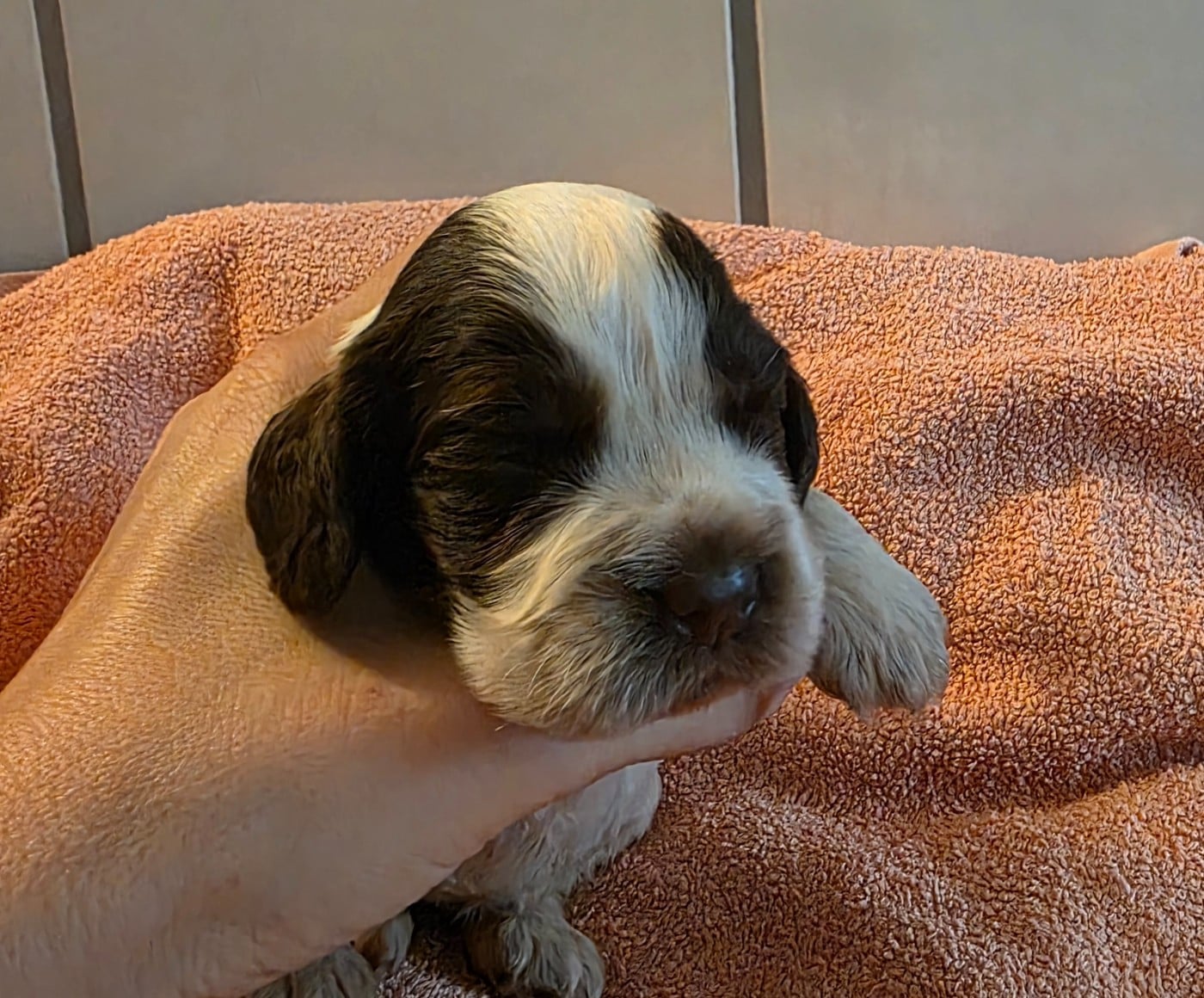 BROWNIE chocolat et blc - Cocker Spaniel Anglais