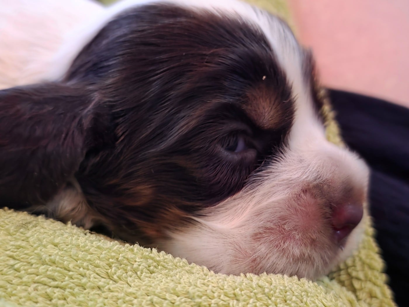 BROOKLYN tricolore - Cocker Spaniel Anglais