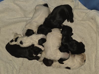 Les chiots de Cocker Spaniel Anglais