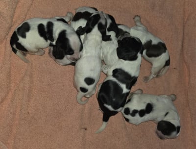 Les chiots de Cocker Spaniel Anglais