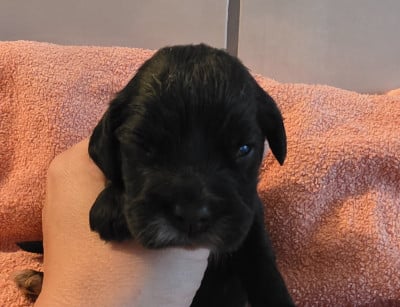 Les chiots de Cocker Spaniel Anglais