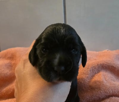 Les chiots de Cocker Spaniel Anglais