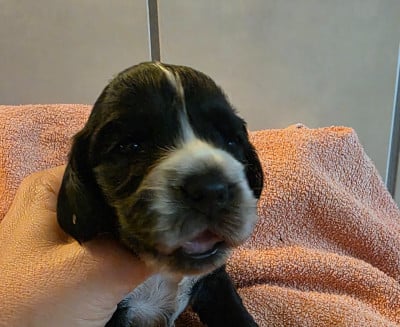 Les chiots de Cocker Spaniel Anglais