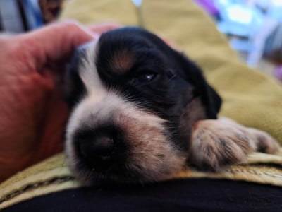 Les chiots de Cocker Spaniel Anglais