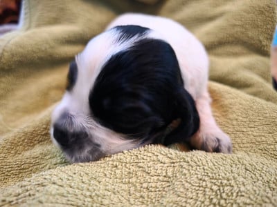 Les chiots de Cocker Spaniel Anglais