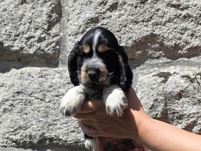 BOUNTY tricolore - Cocker Spaniel Anglais