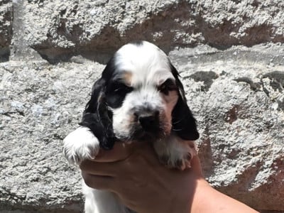 Les chiots de Cocker Spaniel Anglais