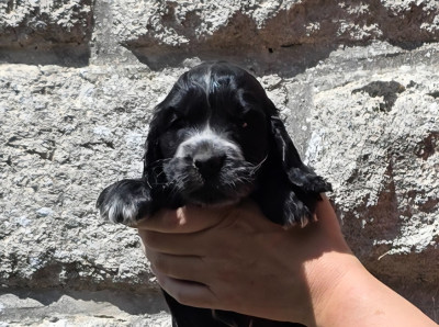 Les chiots de Cocker Spaniel Anglais