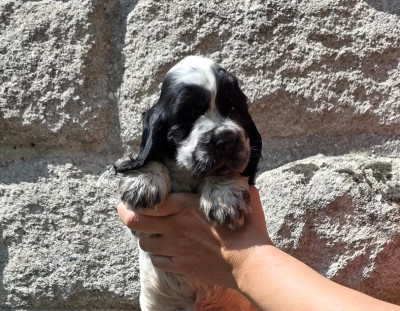 Les chiots de Cocker Spaniel Anglais