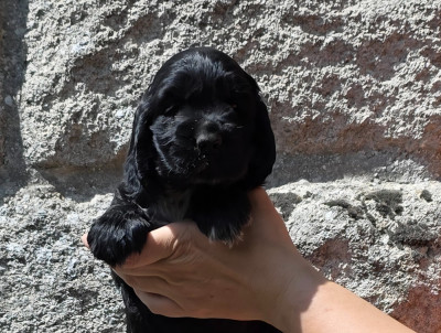 Les chiots de Cocker Spaniel Anglais