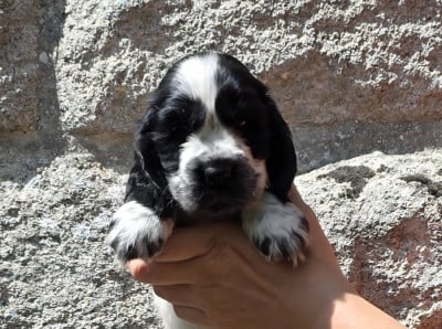 Les chiots de Cocker Spaniel Anglais