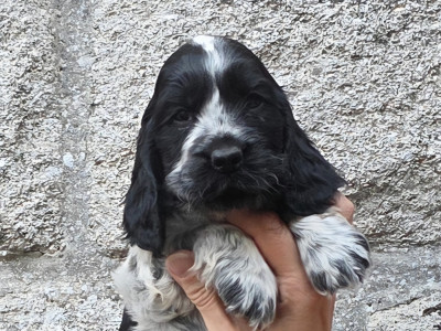 BRONX - Cocker Spaniel Anglais