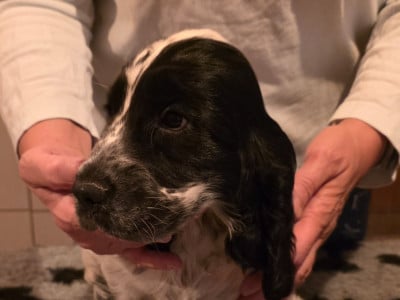 Les chiots de Cocker Spaniel Anglais