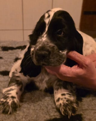 Les chiots de Cocker Spaniel Anglais